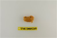 藏品(環紋金沙蟹)的圖片